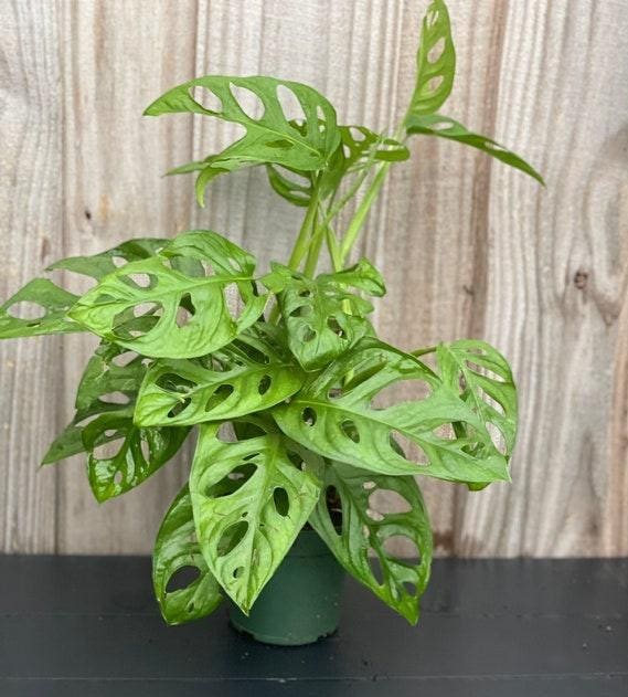 Best Indoor Plants: Monstera Adansonii Philodendron Swiss Cheese Plant