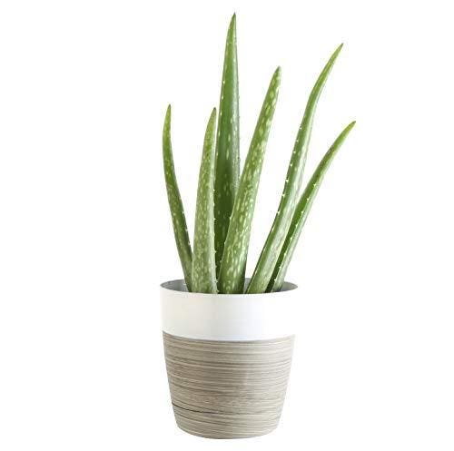 Best Indoor Plants: Costa Farms Aloe Vera