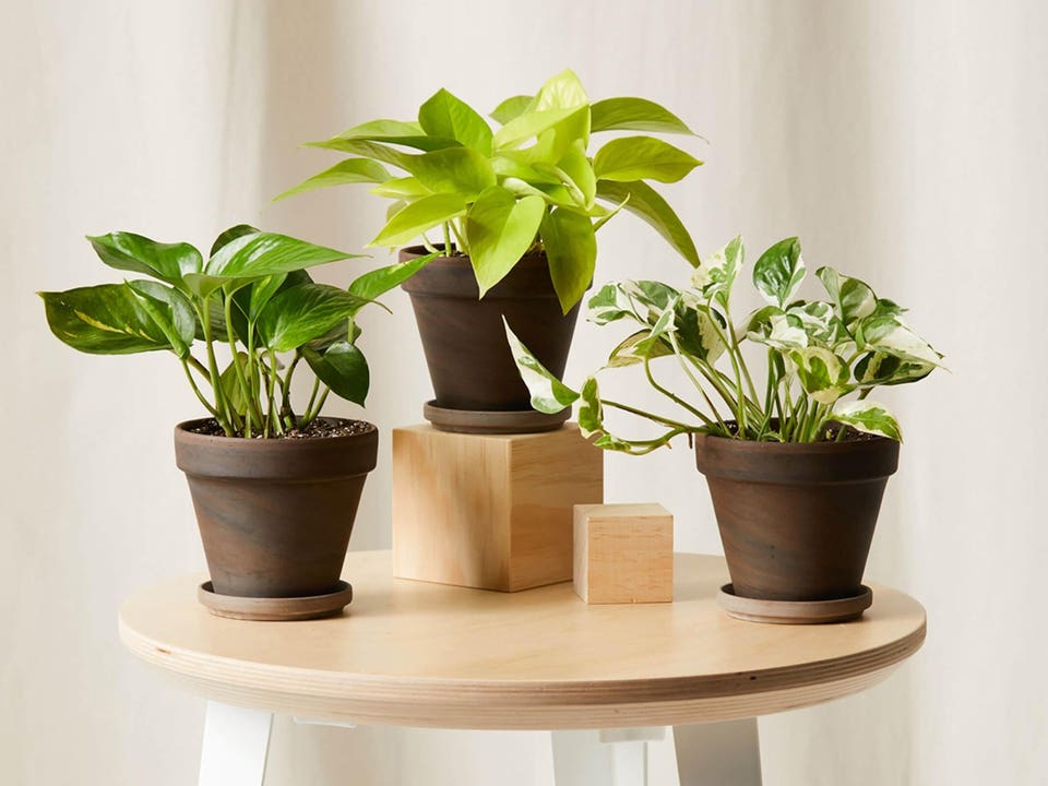 three potted plants set up on a small table