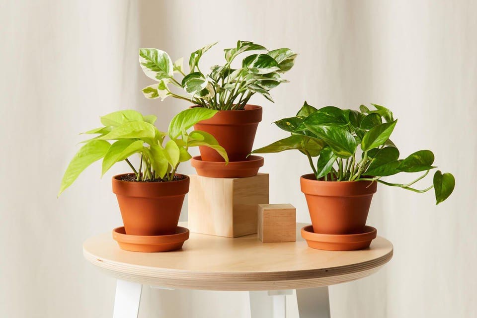Best Indoor Plants: Potted Pothos Collection