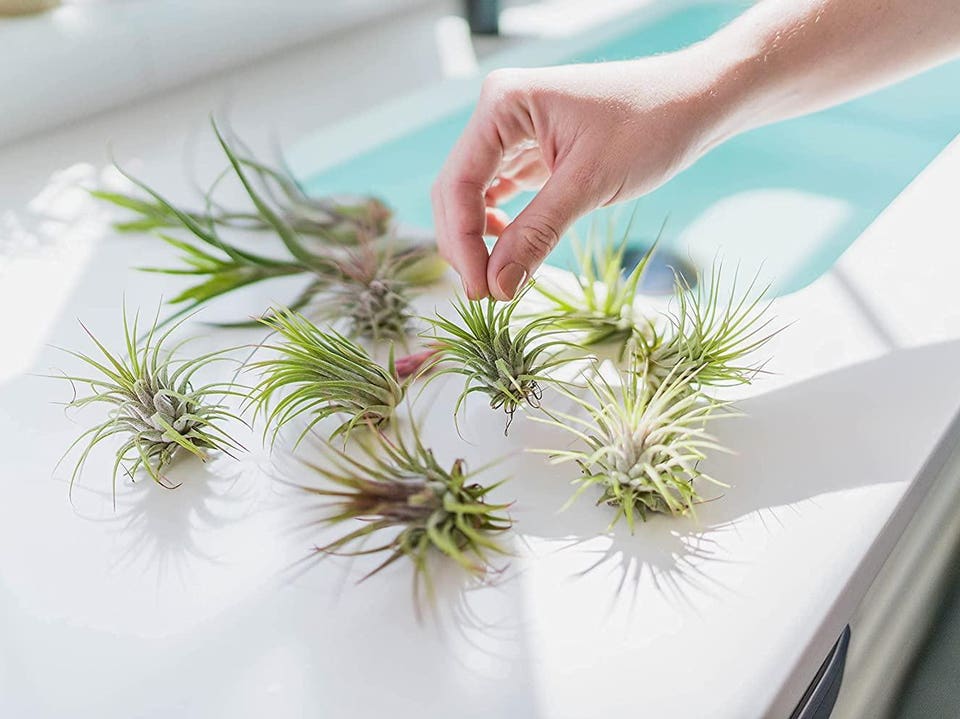 best indoor plants: Tillandsia Ionantha