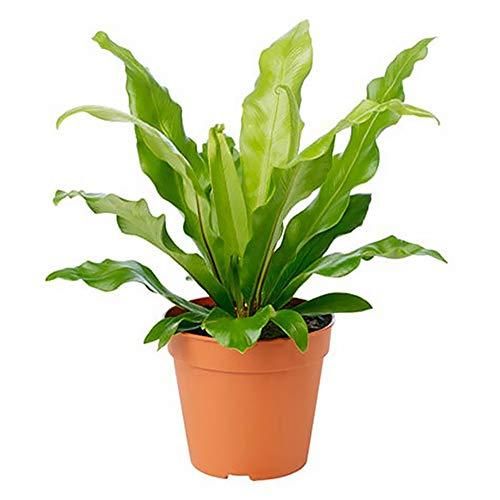 Best Indoor Plants: Bird’s Nest Fern