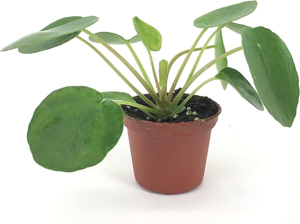 Best Indoor Plants: Pilea Peperomioides