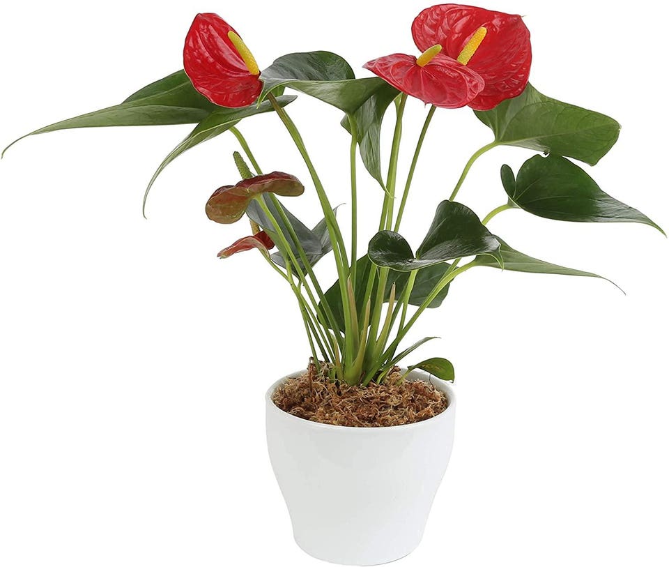 Best Indoor Plants: Costa Farms Blooming Anthurium