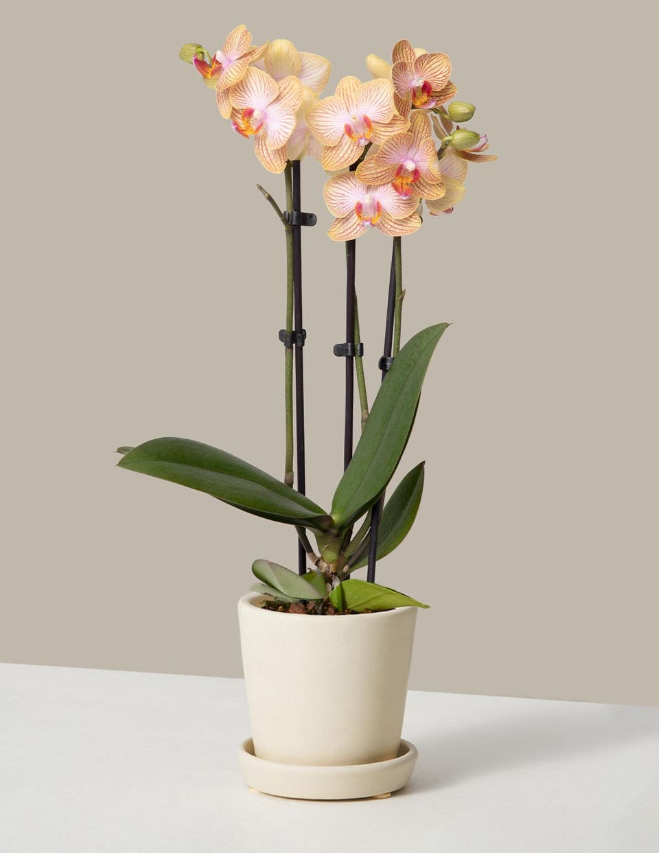 Best Indoor Plants: Petite Orange Orchid