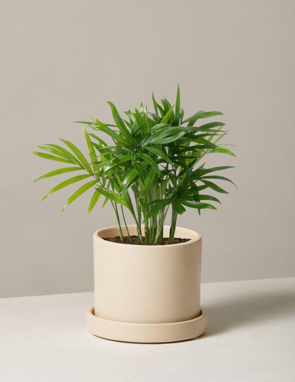 Best Indoor Plants: Parlor Palm