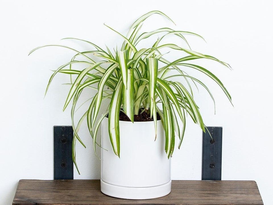 Best Indoor Plants: Spider Plant