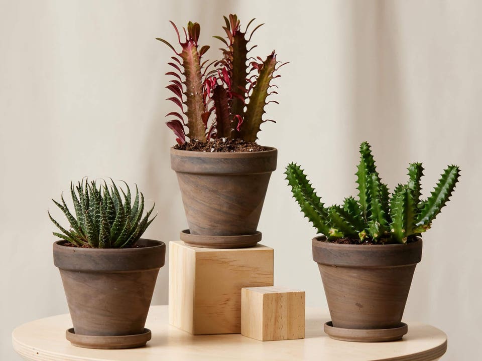 Best Indoor Plants: Potted Prickly Party Collection — Indoor Plant Succulent Trio