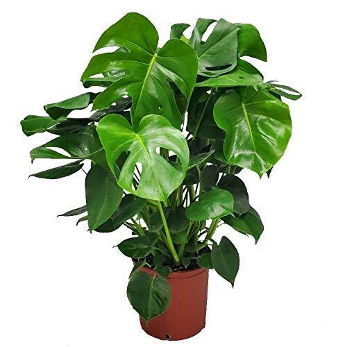 Best Indoor Plants: Monstera