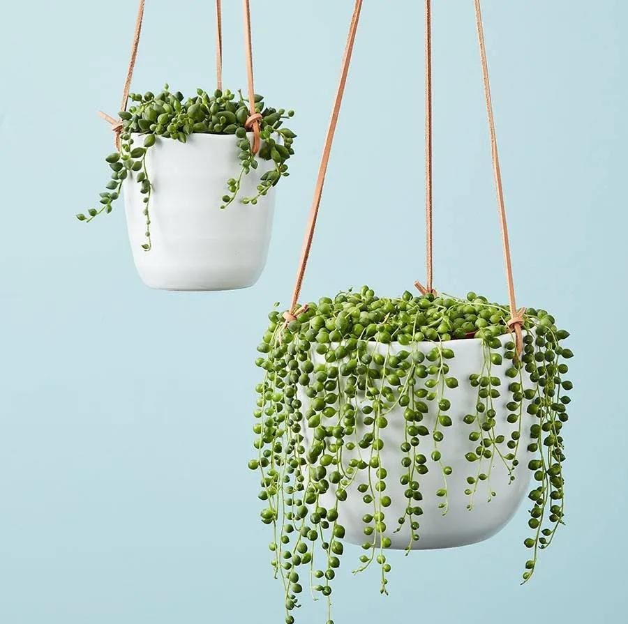 Best Indoor Plants: String of Pearls Hanging Succulent Plant