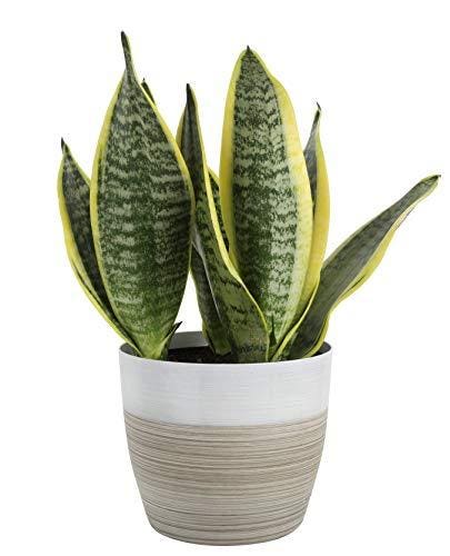 Best Indoor Plants: Snake Plant