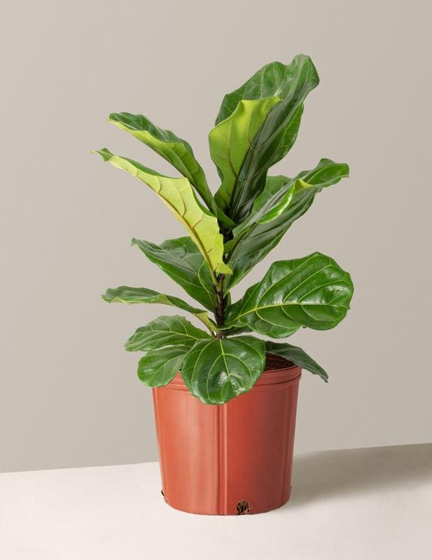 Best Indoor Plants: Large Fiddle Leaf Fig Bush