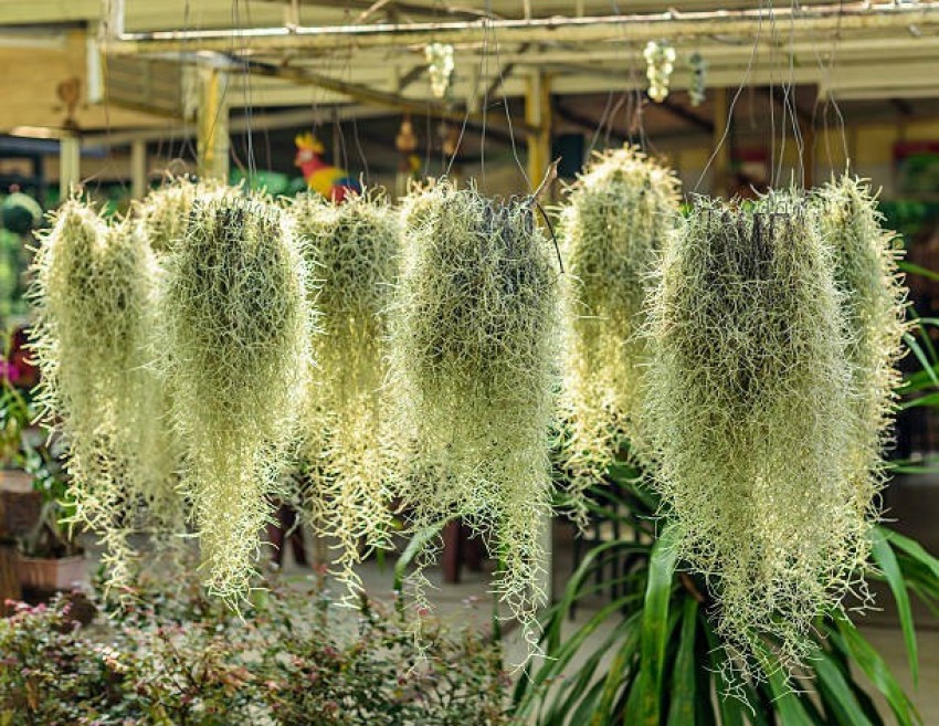 Gachwala Gachwala Air Plant Spanish Moss (Tillandsia usneoides), Live Plant Seed Price in India - Buy Gachwala Gachwala Air Plant Spanish Moss (Tillandsia usneoides), Live Plant Seed online at Flipkart.com