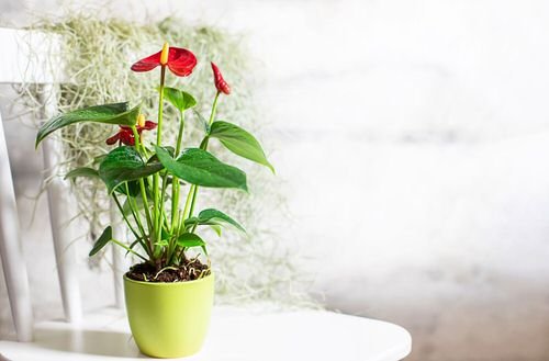 Houseplants with Red and Green Leaves