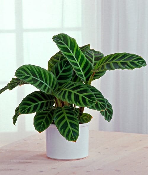 Houseplants with Zebra Print