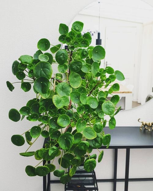 Awesome Round Leaf Houseplants