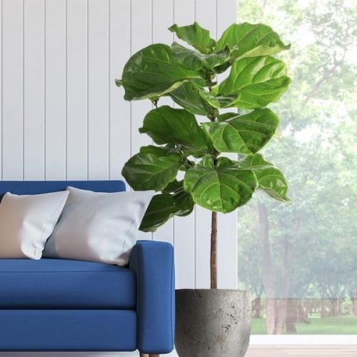 Best Large Indoor Plants