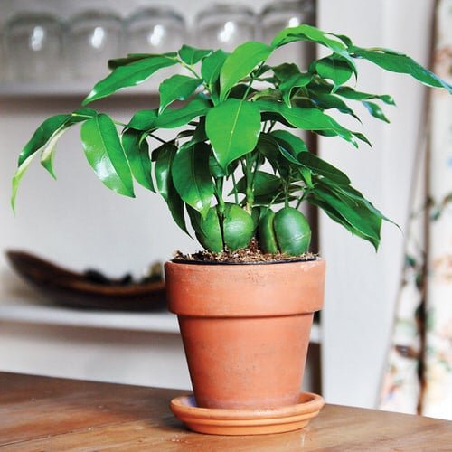 Australian Houseplants