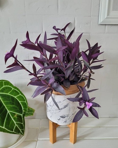 Best Purple Vines You Can Grow as Houseplants