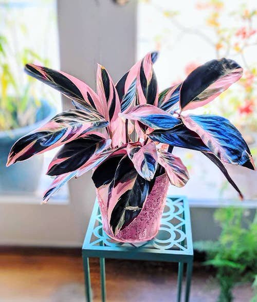 Tricolor Houseplants