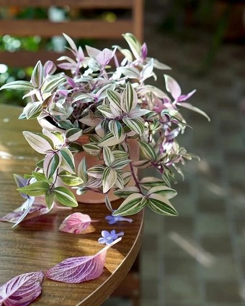 Different Ways to Grow Wandering Jew Indoors 5