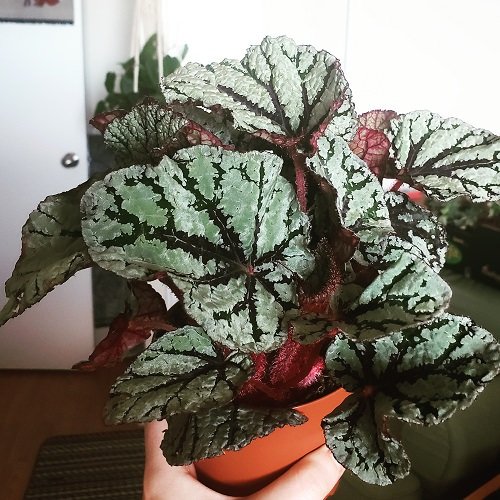 Beautiful Houseplants with Patterns 4