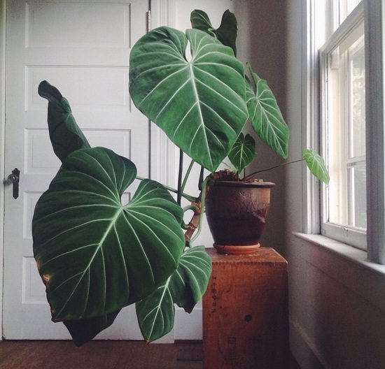 romantic Heart shaped leaf plants