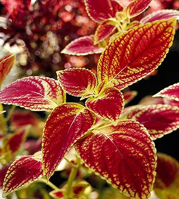 JoDonna coleus