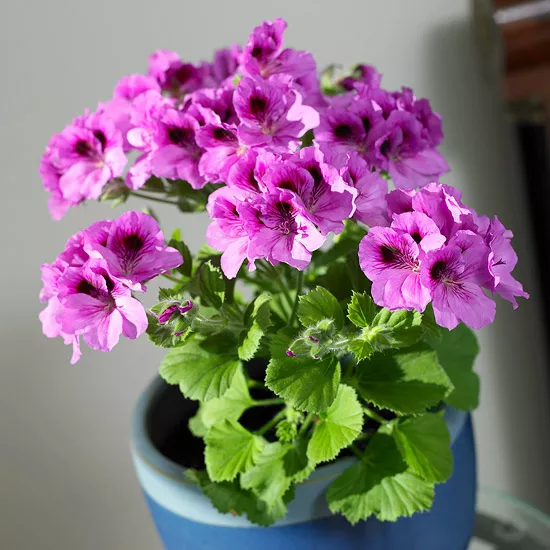 Geranium