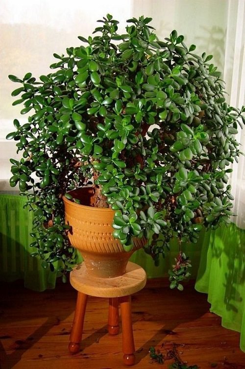 Best Large Indoor Plants 111