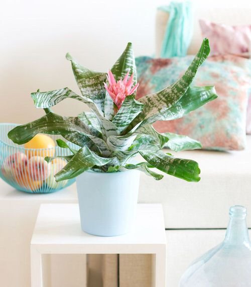 Houseplants with Zebra Print 6