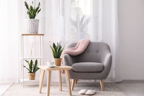 Best Indoor Plants for Living Rooms 6