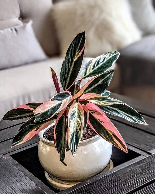 Indoor Plants with Rainbow Foliage 6