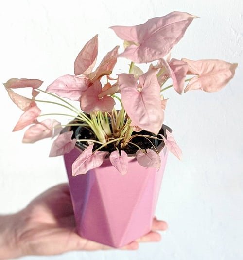 Pink Houseplants 6