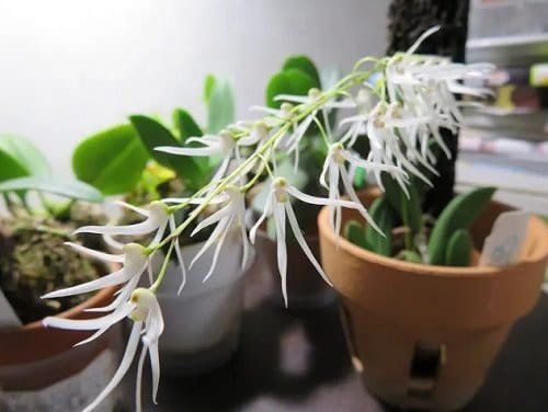 Australian Houseplants 5