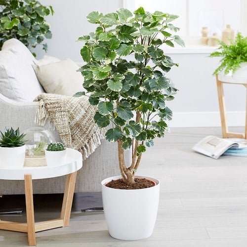 Beautiful Houseplants with Patterns 5