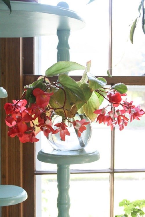 Popular houseplants that you can grow in vases 6