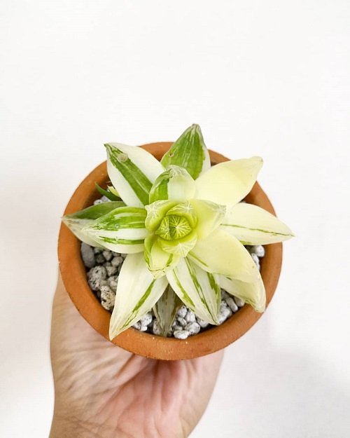 Best Variegated Succulents 6