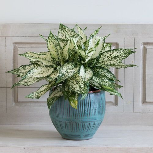 Indoor Plants for Minimalist Home 6