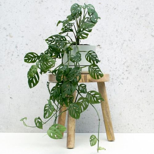 Best Climbing Houseplants 4