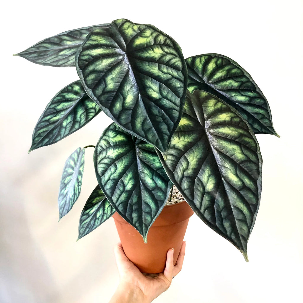 Alocasia Dragon Scale – Biohydro