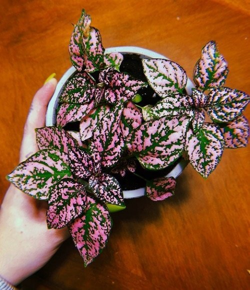 Indoor Plants with Rainbow Foliage 7