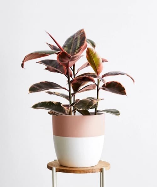 Pink Houseplants 7