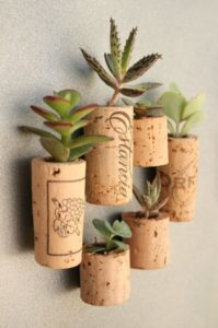 succulent plants decor ideas