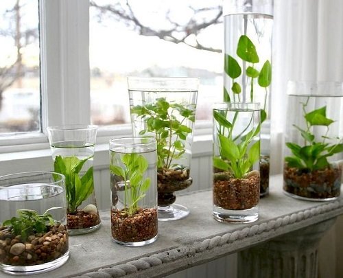 Houseplants in Water Centerpiece 9