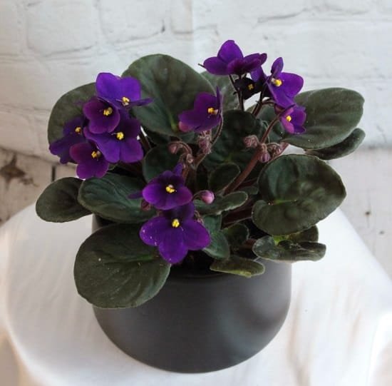 African Violet