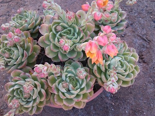 Best Variegated Succulents 7