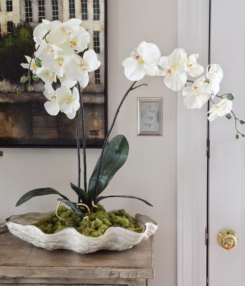 Indoor Plants for Minimalist Home 7