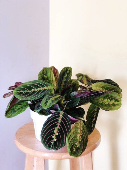 Tricolor Houseplants 7