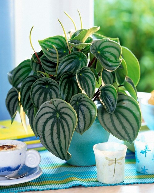 Houseplants with Zebra Print 7